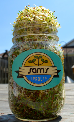 Sams Sprouts Kit