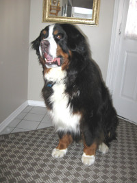 George the Barrhaven Bernese Mountain Dog