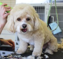 Barrhaven Dog Grooming Service